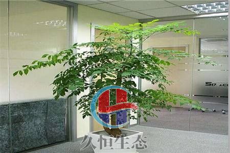 台州幸福树 (2)