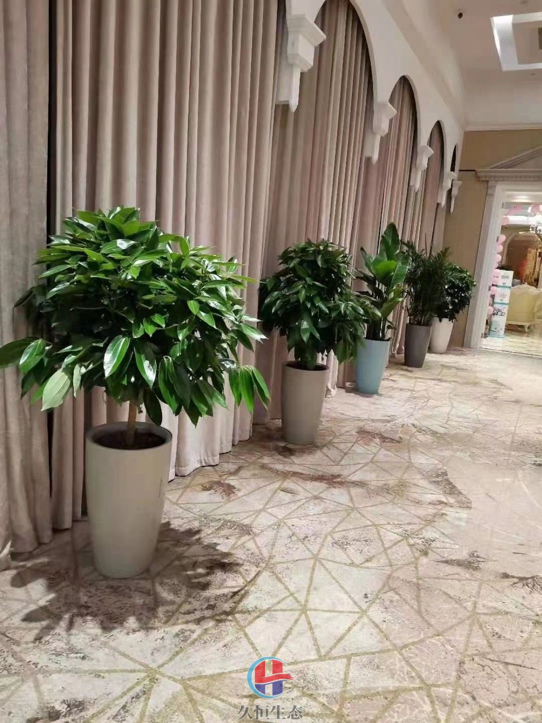 台州酒店走廊花卉绿植摆放