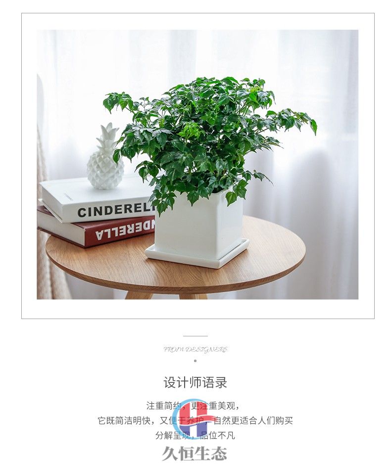 台州小幸福树