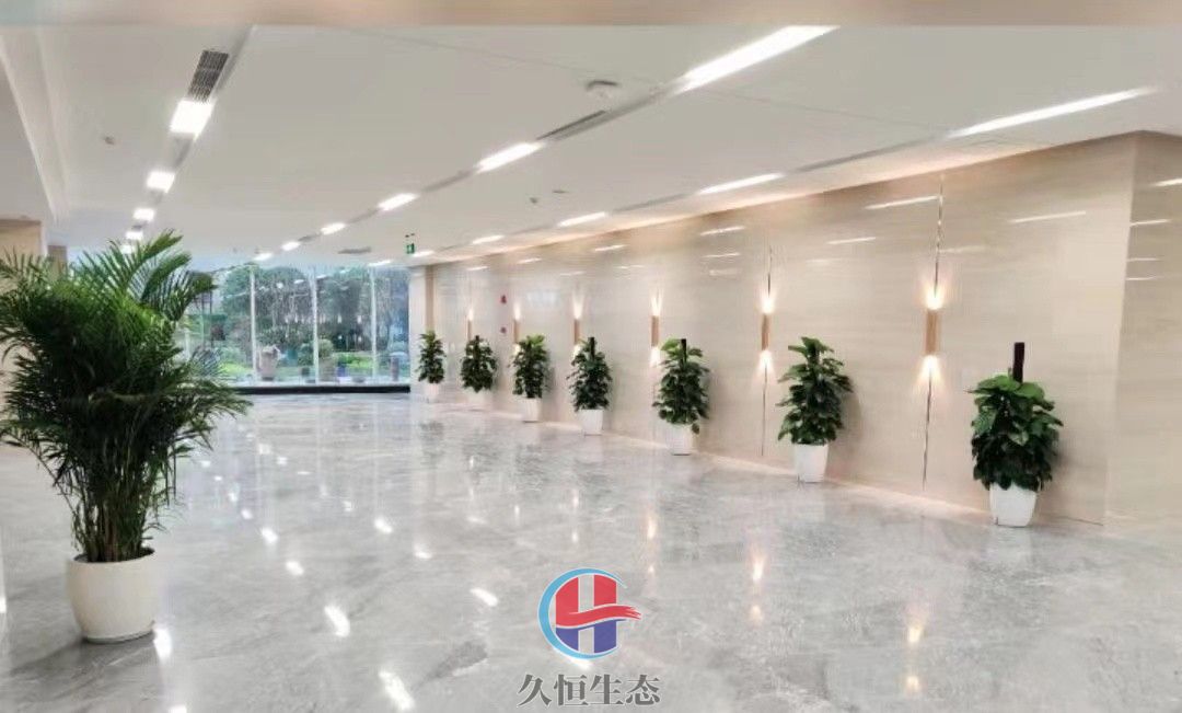 台州行政单位大厅走廊大型绿植摆放
